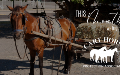 Highlighting this month | Cart Horse